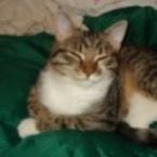 Аня Зекрист