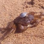 Максим Тюлькачев