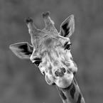 Иван Григорян