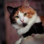 Ольга Борисова