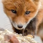 Дианочка-Валентиновна Макарова