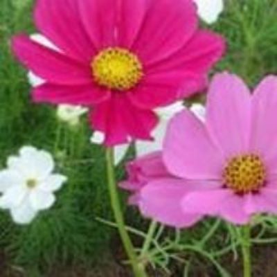 Сумбуль Галиакберова