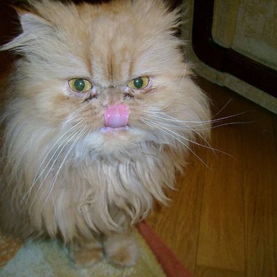 Вика Левонюк