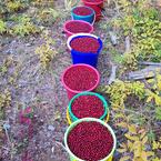 Марианна Николаева