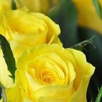 Ольга Сорокина