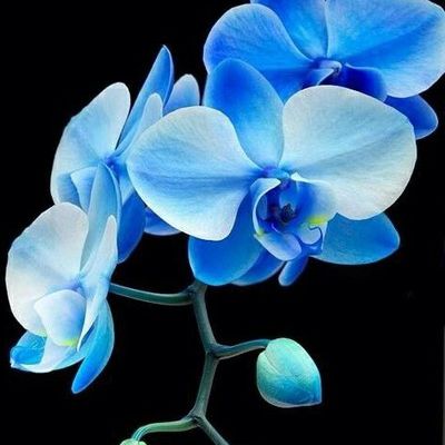 Тамара Репрынцева