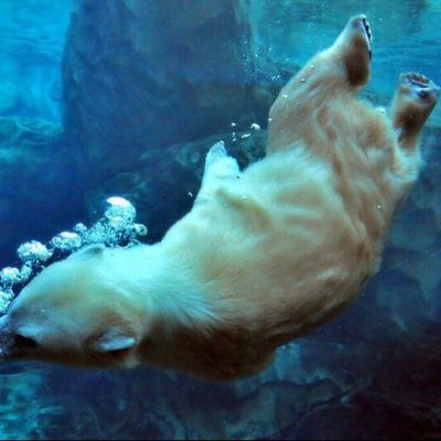 Ирина Шушарова