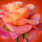 Светлана Николаева