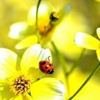 Светлана Конькова