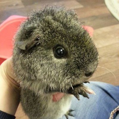 Алан Расулбаев