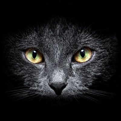 Ольга Зыбина