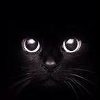 Елизавета Мирная