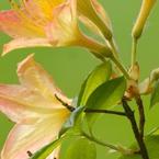 Екатерина Кругликова