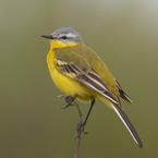 ПтичкаЩебетунья