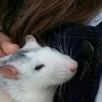 Айсена Самойлова