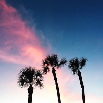 Даша Векшарева