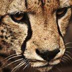 Сергей Новиков