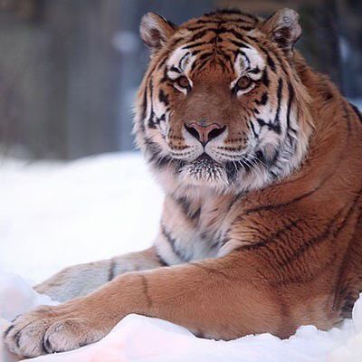 Инкар Досай