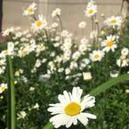 Vanellope Von-Schweetz