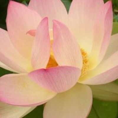 Надежда Игумнова