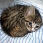 Даша Шакирова