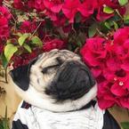 Полина Черепаха