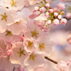 Екатерина Кадерова