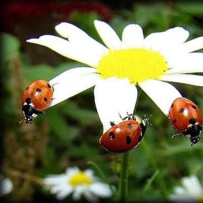 Аля Тинишива