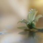 Наталья Кодырева