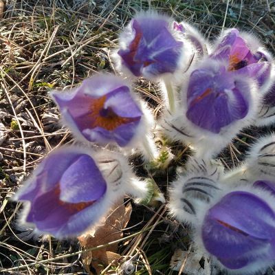 Светлана Домжо