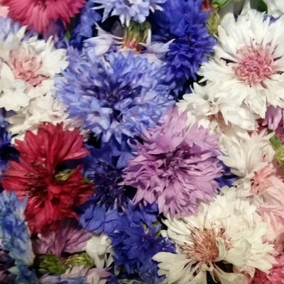 Аля Румянцева