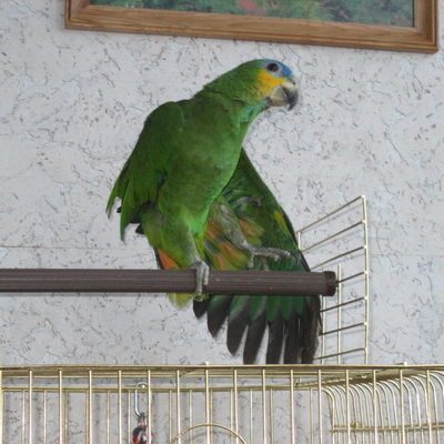 лена орлова