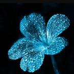 Дарига Жангабулова