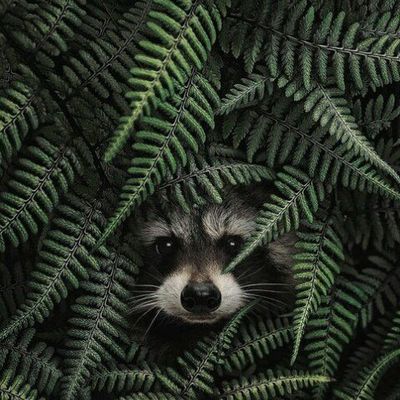 Ника Абрамушкина