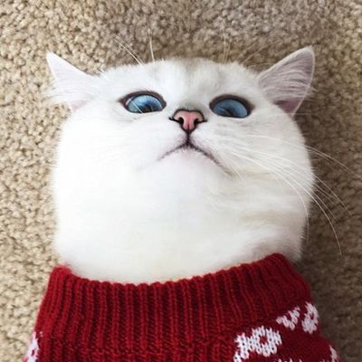 Юлия Сухолобова