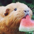 Анна Алексеева