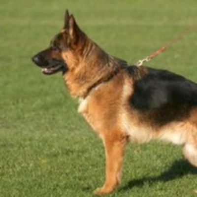 Саша Пампурова