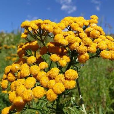 Bolkhovskaia  Natalia