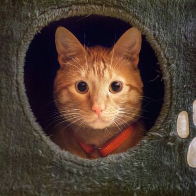 Алла Гаврилова