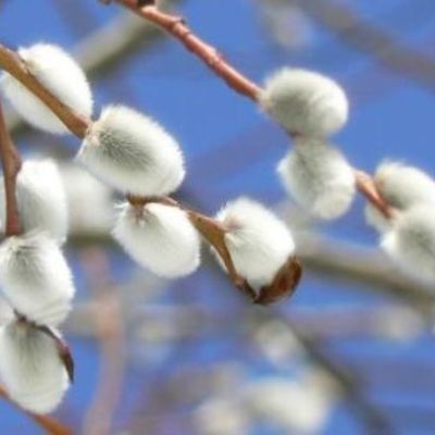 Светлана Чеснокова