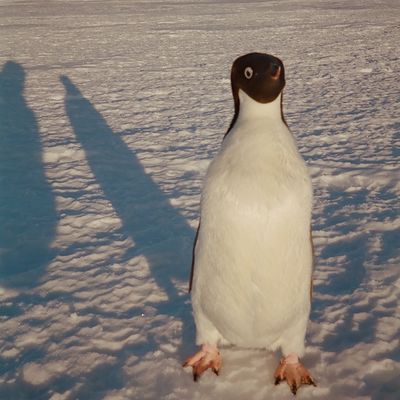 Михаил Попов