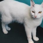 Ангелина Кркалевская