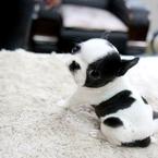 Снежана Чанукова