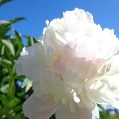 Вера Макарова