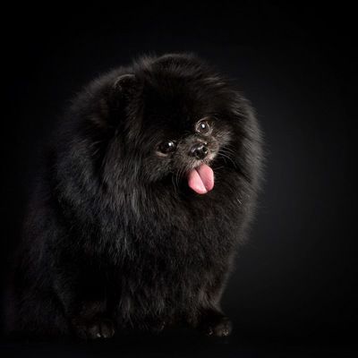 Светлана Дибцева