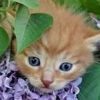 Аня Челюканова