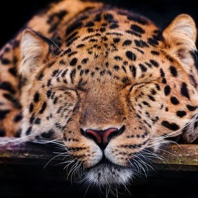 Алина Шангареева