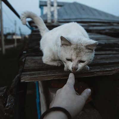 彼はずっと前 に死にました