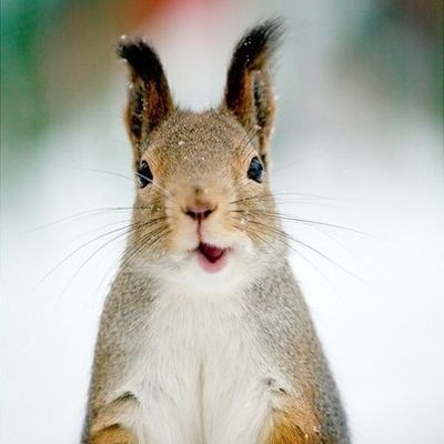 Djulia Peterburgskaia