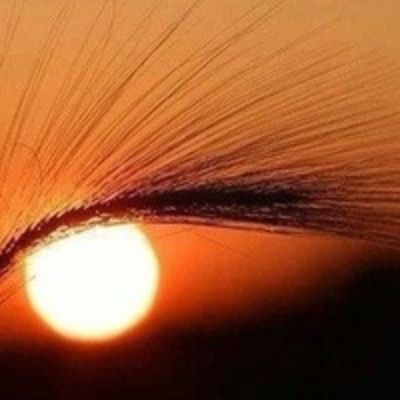 Елена Щеглова